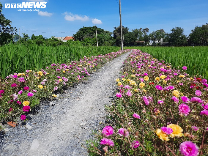 Thảm hoa Mười Giờ rực rỡ trên nhiều con đường nông thôn ở TP.HCM - 6