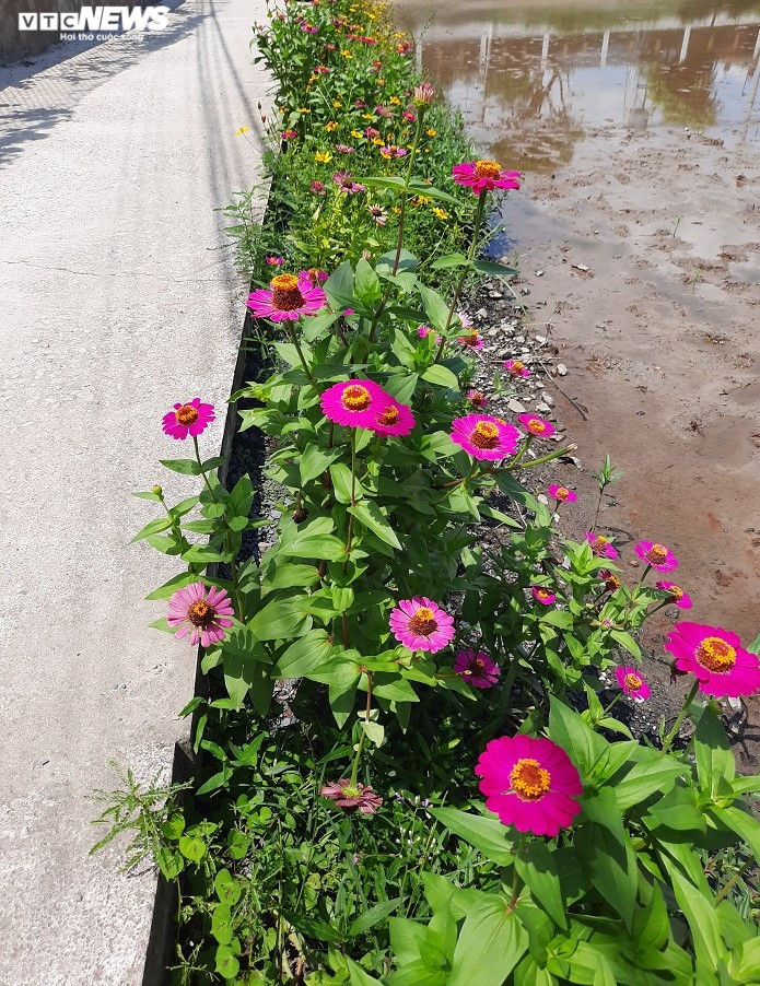 Thảm hoa Mười Giờ rực rỡ trên nhiều con đường nông thôn ở TP.HCM - 7