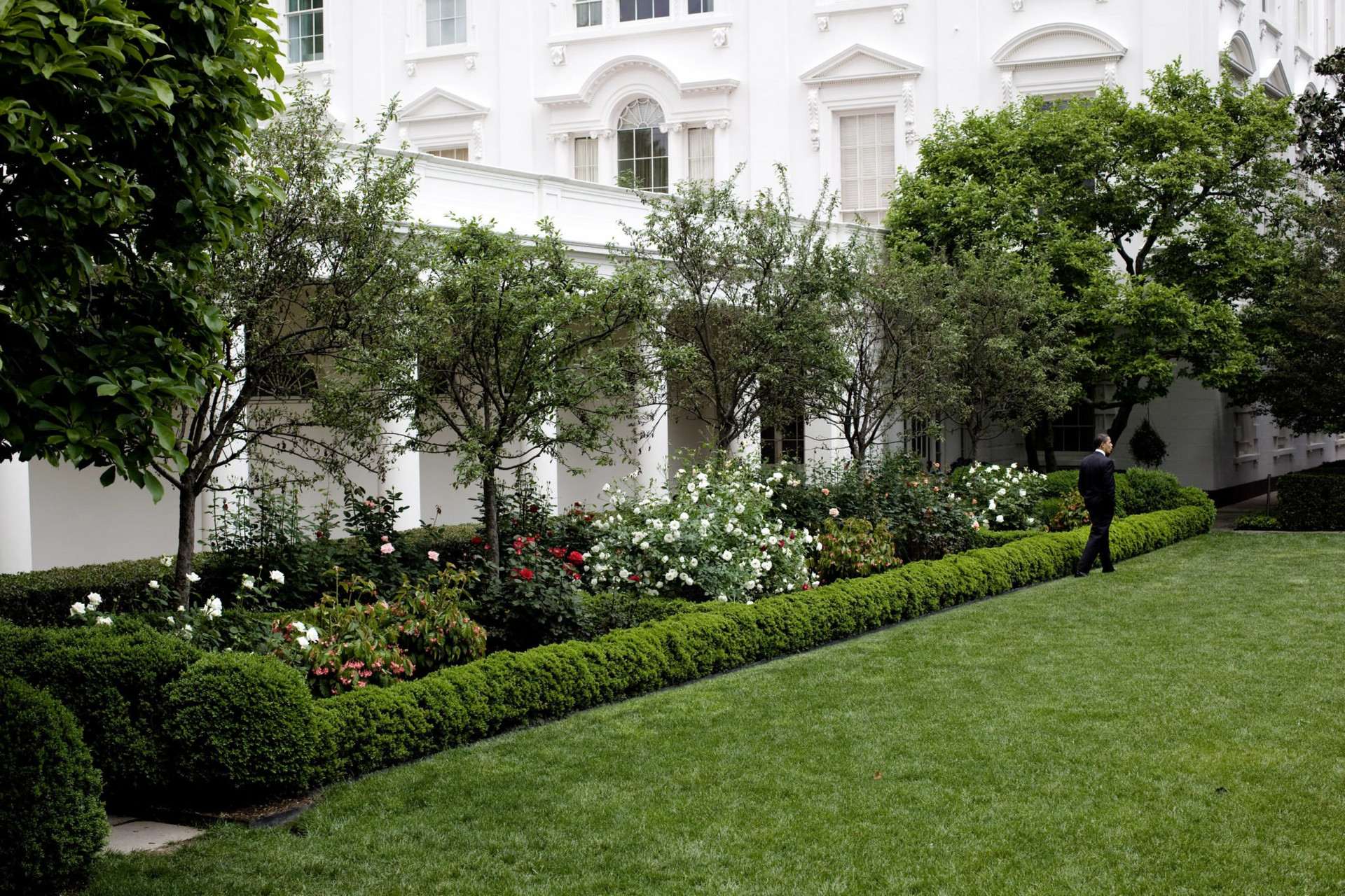Ảnh: Không nhận ra vườn hồng Nhà Trắng sau khi được bà Trump cải tạo - 3