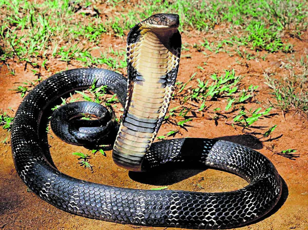 Chú rắn hổ mang có một không hai với hình mặt cười sau lưng - 2sao