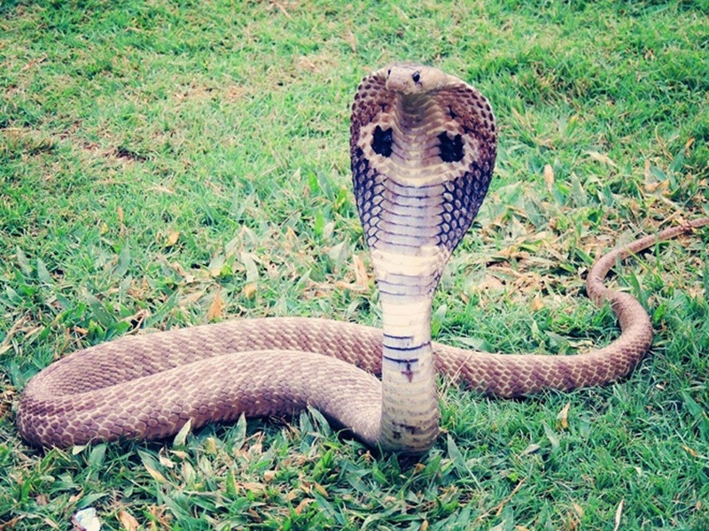 Hãy khám phá thế giới của loài rắn độc Việt Nam, chúng rất độc đáo và thu hút sự chú ý của những người yêu thích động vật. Hình ảnh của chúng sẽ thật sự khiến bạn ngạc nhiên!