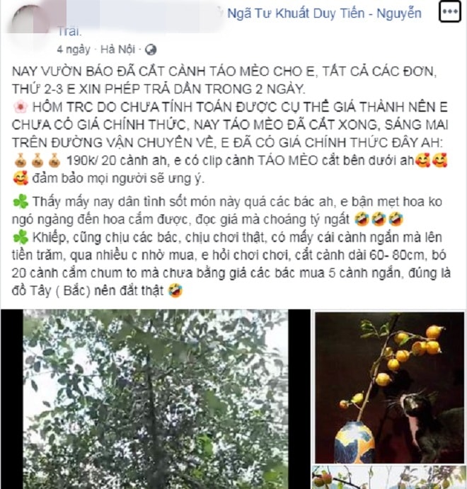 Chị em lùng mua cành táo mèo về cắm chơi, dân buôn 'hốt bạc' - 1