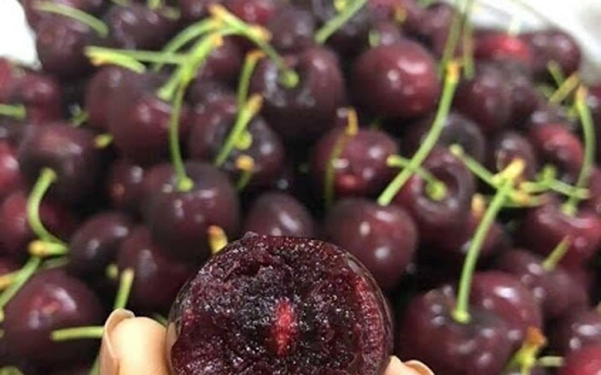 Cherry nhập khẩu về Việt Nam có giá rất đắt đỏ, khoảng 800.000 đồng/kg. (Ảnh: Dân Việt)