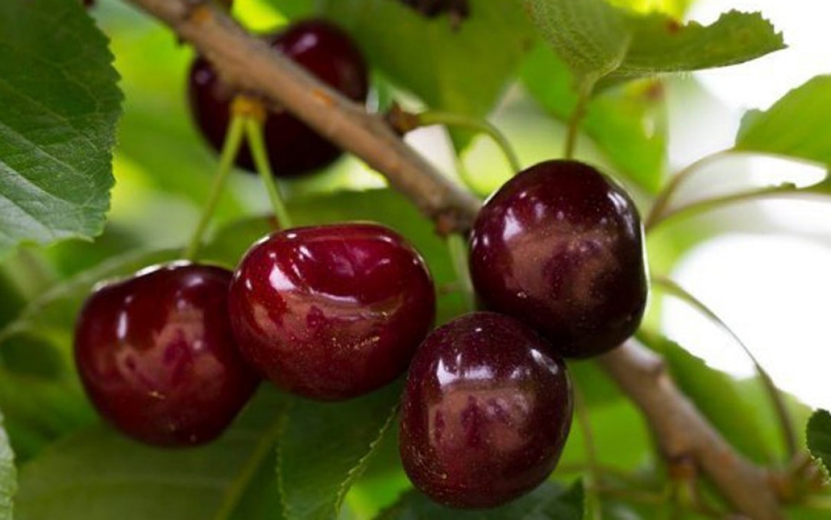 Chủ một cửa hàng bán trái cây nhập khẩu tại phố Bà Triệu (Hà Nội) cho biết, giá cherry cao là do hiện nay đã vào cuối vụ, khan hàng. (Ảnh: Dân Việt)