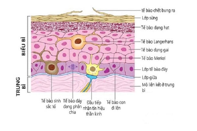 Giới chuyên gia nói gì về viên uống trắng da Celia Luxury? - 1