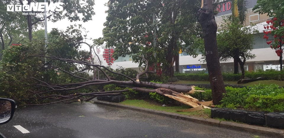 Ảnh: Gió rít liên hồi quật ngã hàng loạt cây xanh ở Đà Nẵng, Quảng Nam - 2
