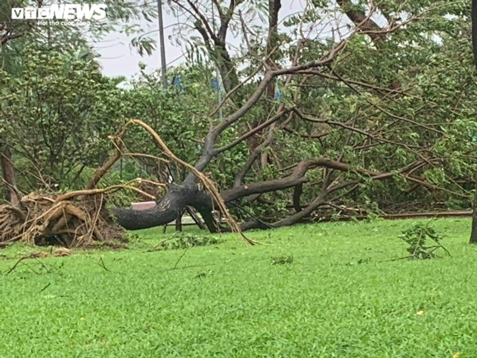 Ảnh: Gió rít liên hồi quật ngã hàng loạt cây xanh ở Đà Nẵng, Quảng Nam - 3