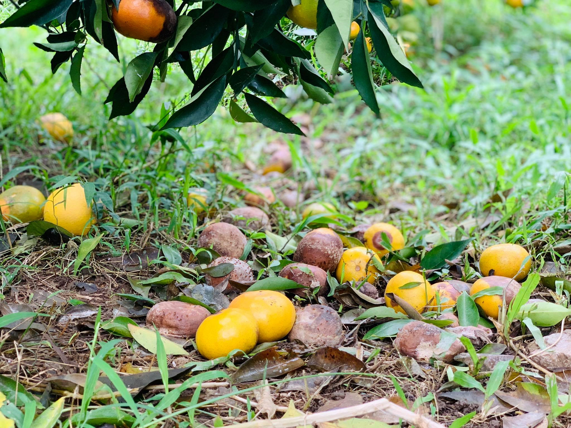 Xót xa cam đặc sản thối rụng đầy vườn sau mưa lũ ở Hà Tĩnh - 4