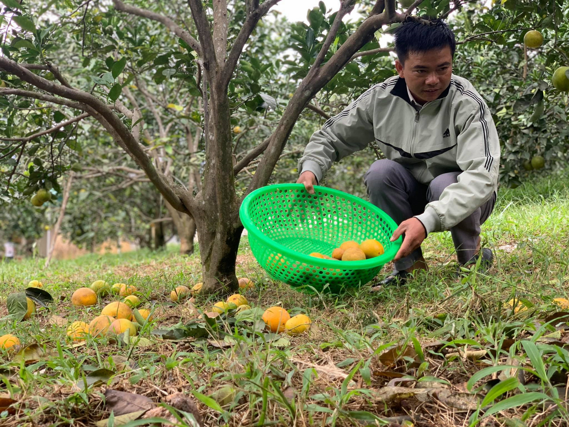 Xót xa cam đặc sản thối rụng đầy vườn sau mưa lũ ở Hà Tĩnh - 3