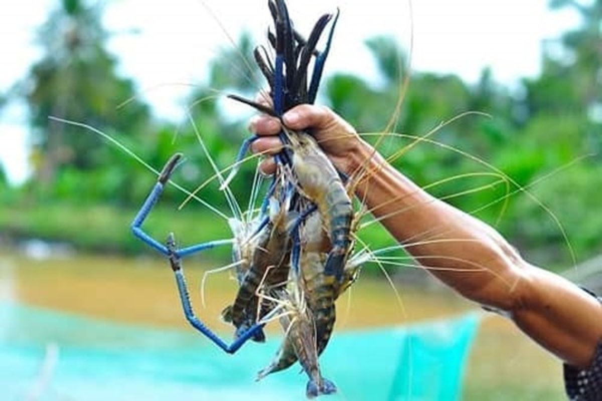 (Ảnh minh họa internet)