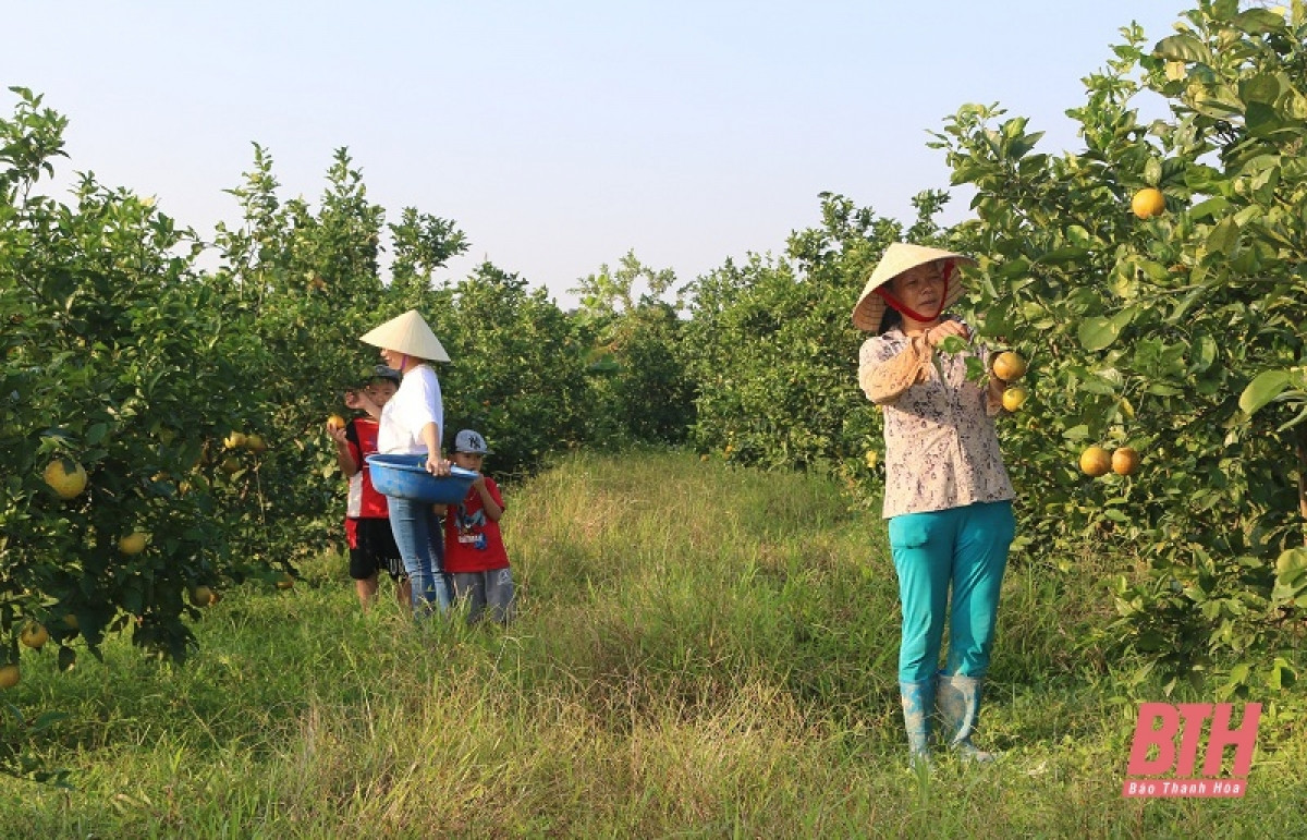  Nếu trước đây, trồng lúa là nghề chính của người dân xã Đông Minh, huyện Đông Sơn (Thanh Hóa), những năm gần đây nhiều gia đình đã chuyển sang cây cam giúp mang lại hiệu quả kinh tế cao, nhiều hộ dân thoát nghèo.