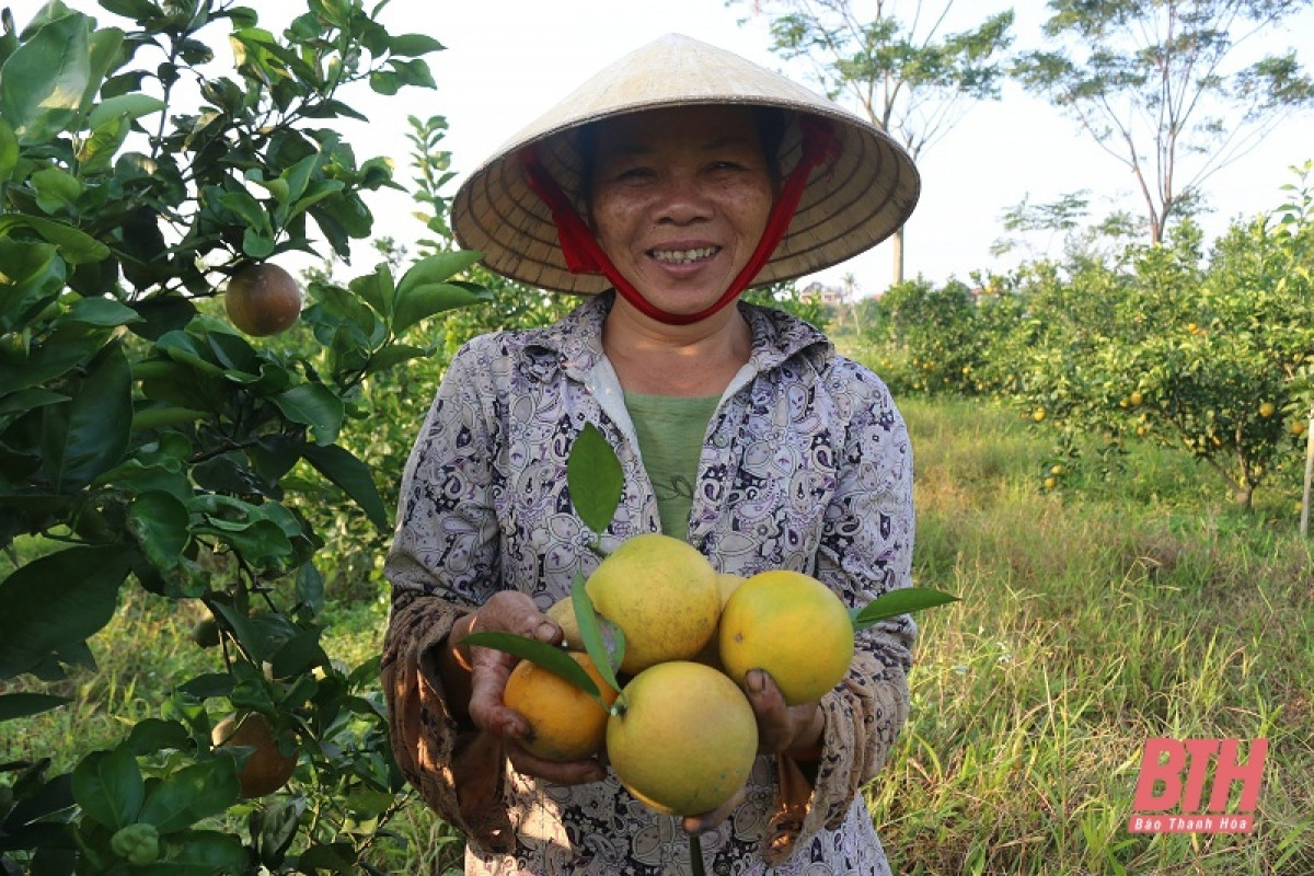Theo nhiều chủ vườn tại Đông Minh chia sẻ,  trồng cam không vất vả bằng trồng lúa lại cho thu hoạch kinh tế cao hơn. Mỗi vụ, thu hoạch cam trong khoảng 4 tháng, bắt đầu từ cuối tháng 8 đến tháng 12 hàng năm. 