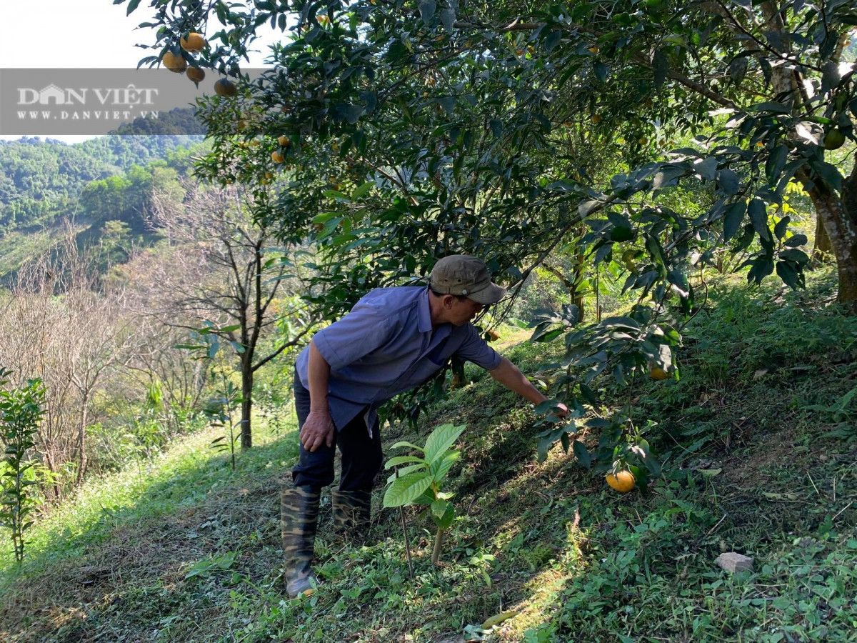 Cây trà hoa vàng được trồng dưới tán quýt tại rừng của hộ gia đình ông Nguyễn Văn Thế, Bí thư Chi bộ thôn Bản Pè.