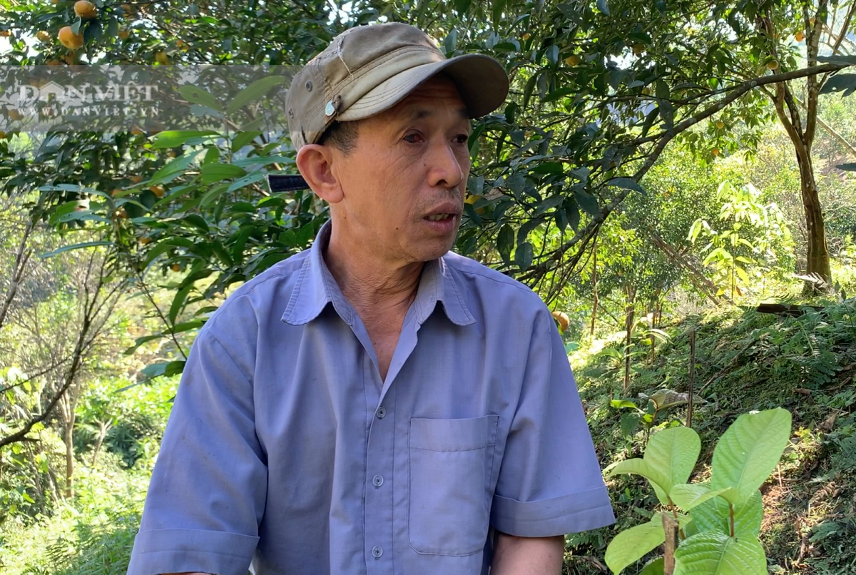 Ông Nguyễn Văn Thế dự tính sẽ trồng thay thế toàn bộ cây quýt đang thoái hóa bằng cây trà hoa vàng.