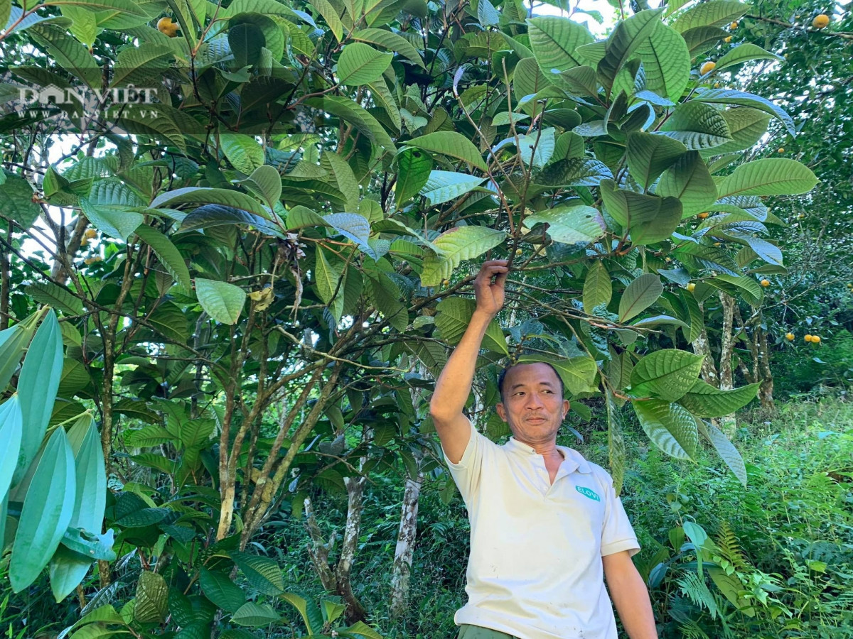 Ngoài cây trồng theo dự án, vườn nhà ông Trần Văn Tý cũng sẵn cây trà hoa vàng tự nhiên, có tuổi đời từ 7-10 năm và đã cho thu hoạch.