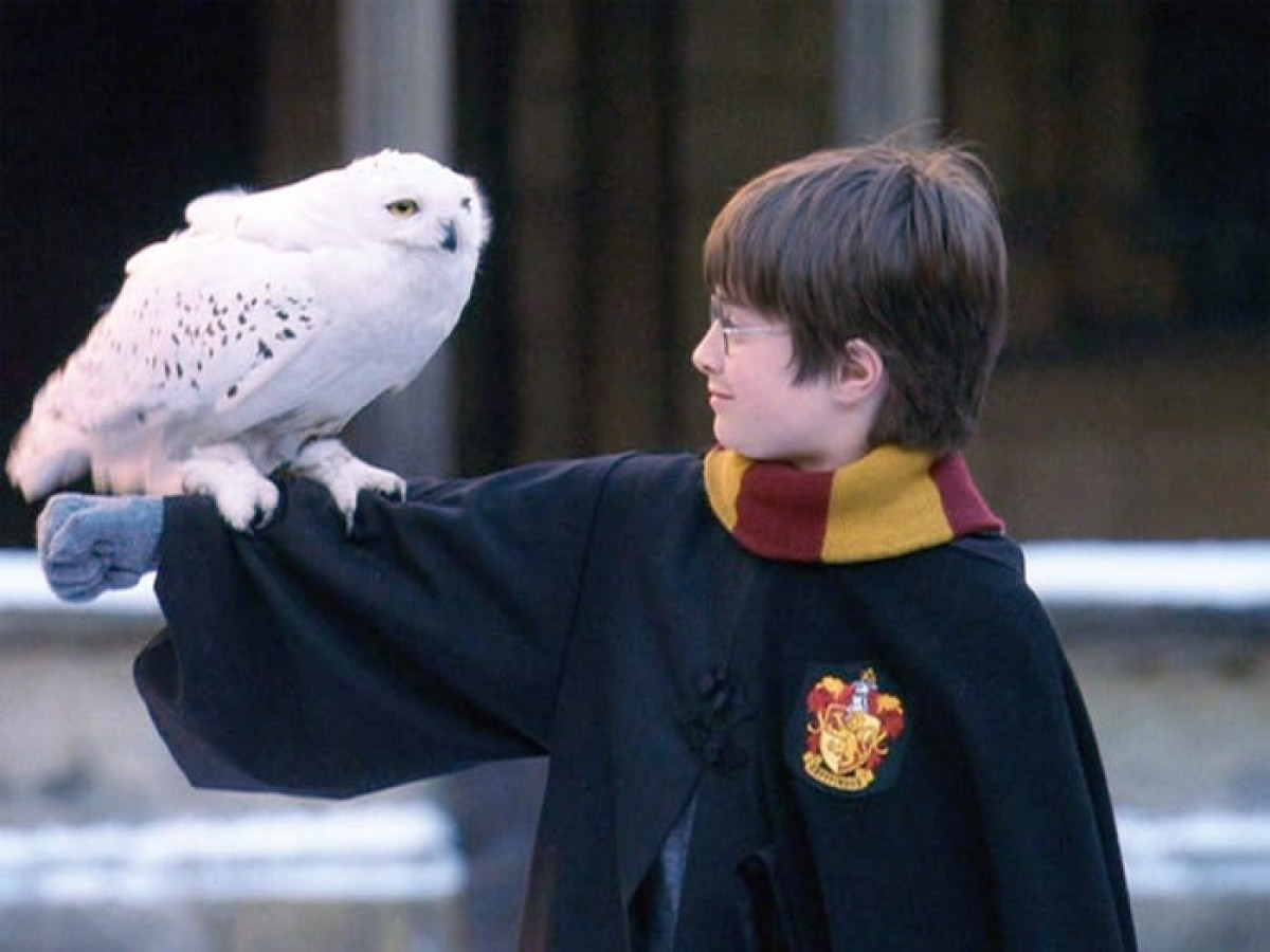 Có rất nhiều loài vật xuất hiện trong loạt phim Harry Potter, trong đó riêng vai diễn cho Hedwig cần tới 4 con cú, hoặc hàng tá con chuột đóng vai Scabbers của Ron. Bởi vậy, trong đoàn làm phim có riêng một đội ngũ quản lý những loài vật này.