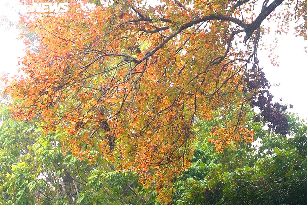 Chùm ảnh: Đẹp nao lòng những tán phong thay màu mùa lá đổ ở Hải Dương  - 2
