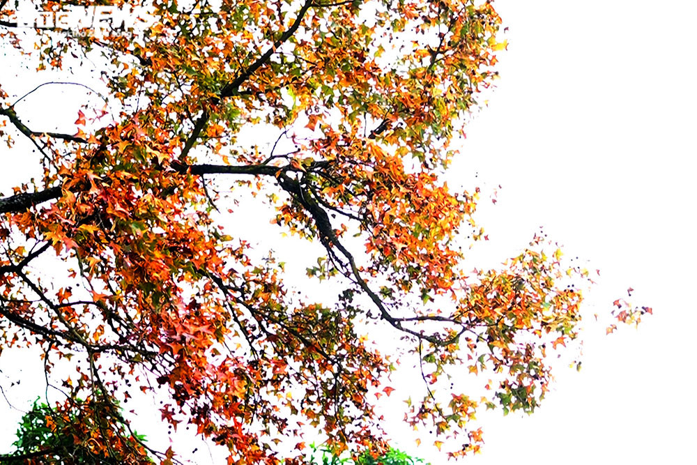 Chùm ảnh: Đẹp nao lòng những tán phong thay màu mùa lá đổ ở Hải Dương  - 4
