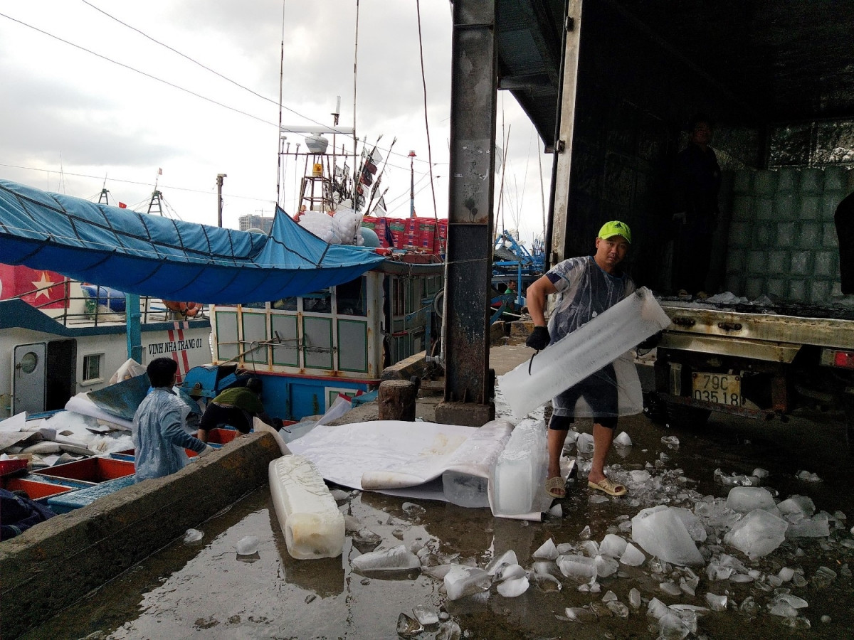 Đến nay vẫn còn nhiều tàu cá tại Khánh Hòa chưa được cấp Giấy chứng nhận an toàn thực phẩm.
