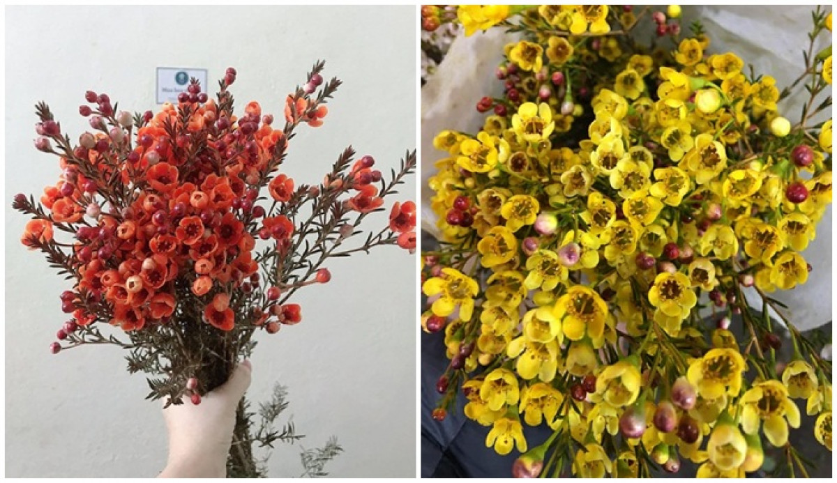 Thanh liễu cũng là một loài hoa đang được nhiều người mua dịp Tết năm nay. (Ảnh: KT)