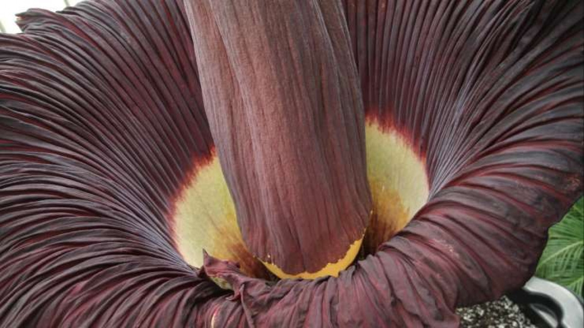 Cây hoa xác thối có tên khoa học là Amorphophallus titanum, thường sống ở Tây Sumatra. Đây là loài hoa lớn nhất thế giới và có lẽ là loại thực vật có mùi tồi tệ nhất trên hành tinh.