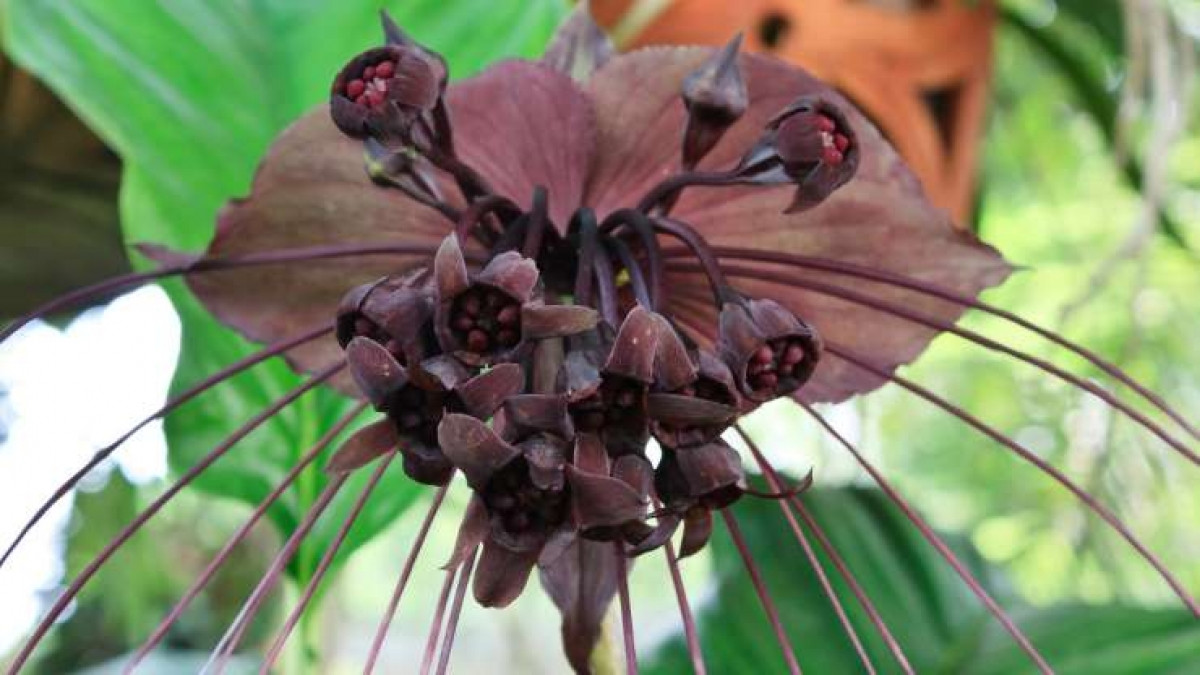 Hoa dơi đen hay hoa quỷ thường sinh sống ở Tây Phi và Đông Nam Á. Loài cây này có 25 bông hoa màu đen, trông giống như những chiếc cánh dơi.