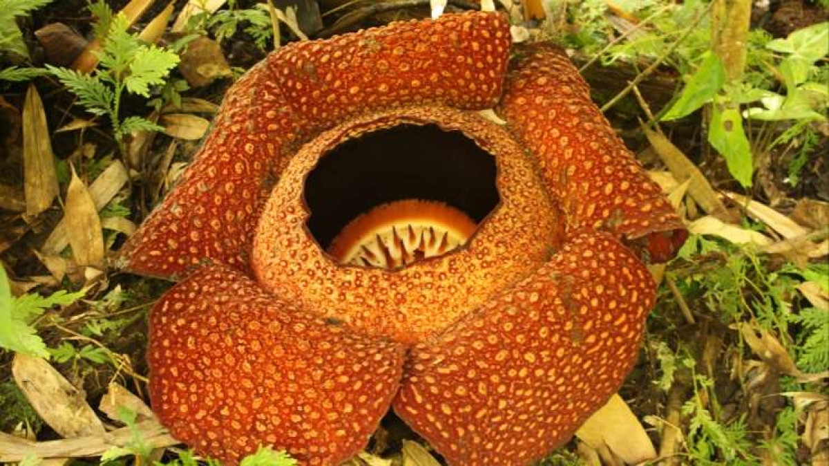 Rafflesia cũng là một loại hoa xác thối, chủ yếu sinh sống ở Indonesia. Loài thực vật này có một đặc điểm độc đáo là nó không có thân, lá và rễ. Trong suốt cuộc đời, Rafflesia sống ký sinh trên những loại cây leo trong rừng nhiệt đới. Khi loài thực vật này nảy mầm, nó có thể phát triển lên với kích cỡ đáng kinh ngạc, thậm chí, khi đã phát triển hoàn toàn, bông hoa này có thể nặng tới hơn 10kg và nở trong vòng 7 ngày.