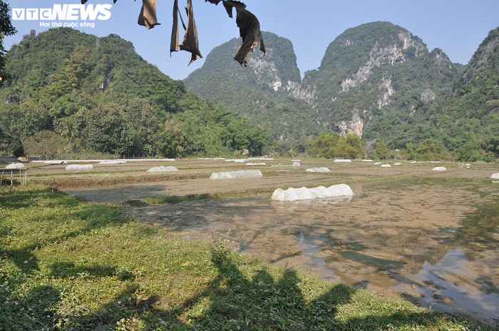 Sửa đường vùi lấp kênh mương, 24 ha đất trồng lúa ở Thanh Hóa thiếu nước - 2