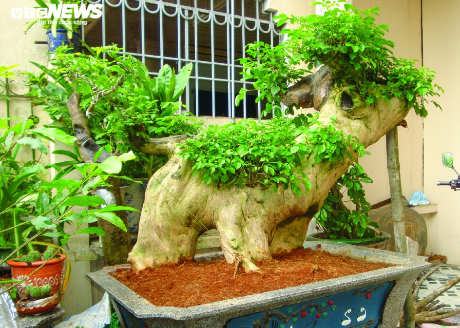 Chiêm ngưỡng vườn bonsai mọc ngược của 'dị nhân' xác lập kỷ lục Việt Nam - 7