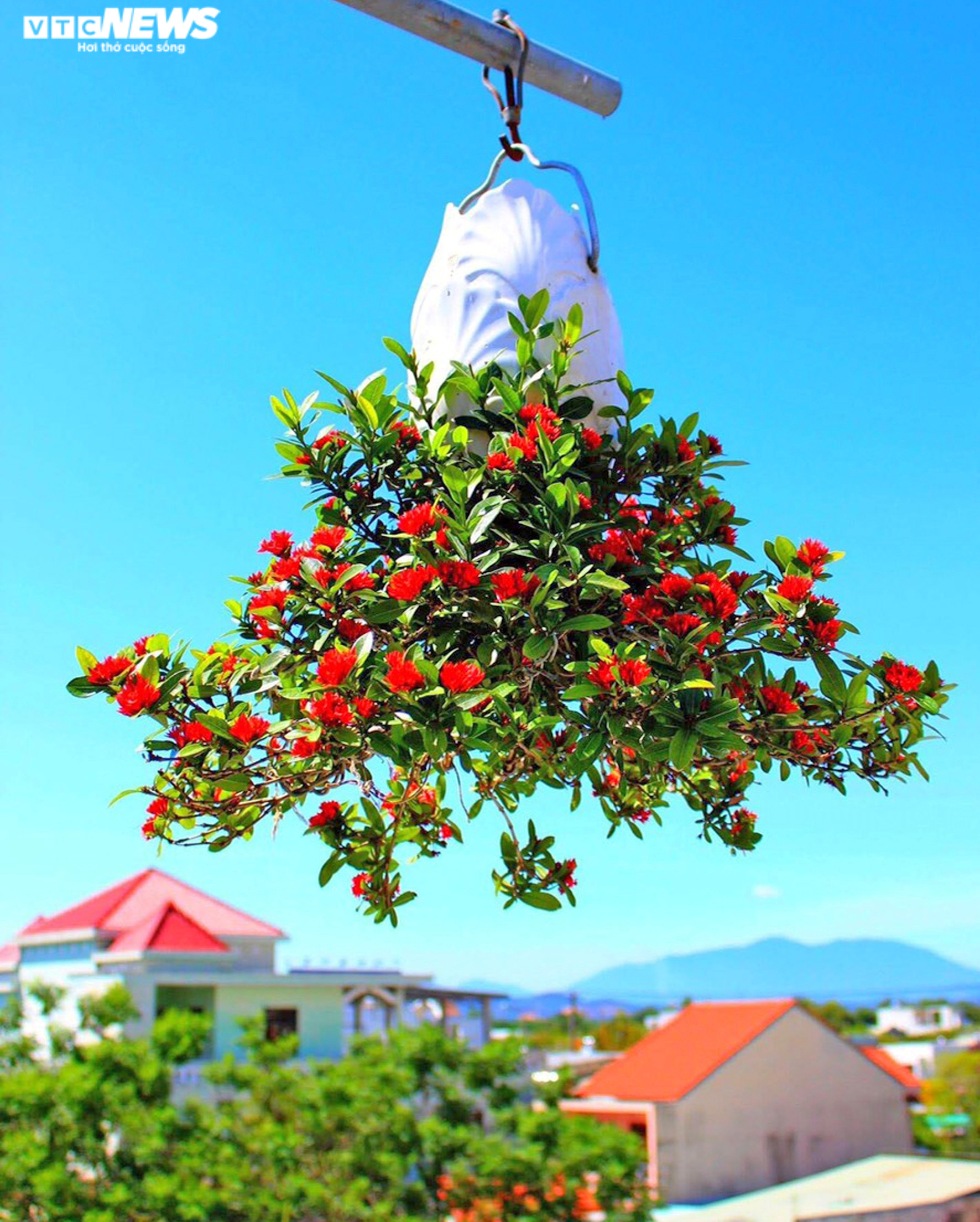 Chiêm ngưỡng vườn bonsai mọc ngược của 'dị nhân' xác lập kỷ lục Việt Nam - 6