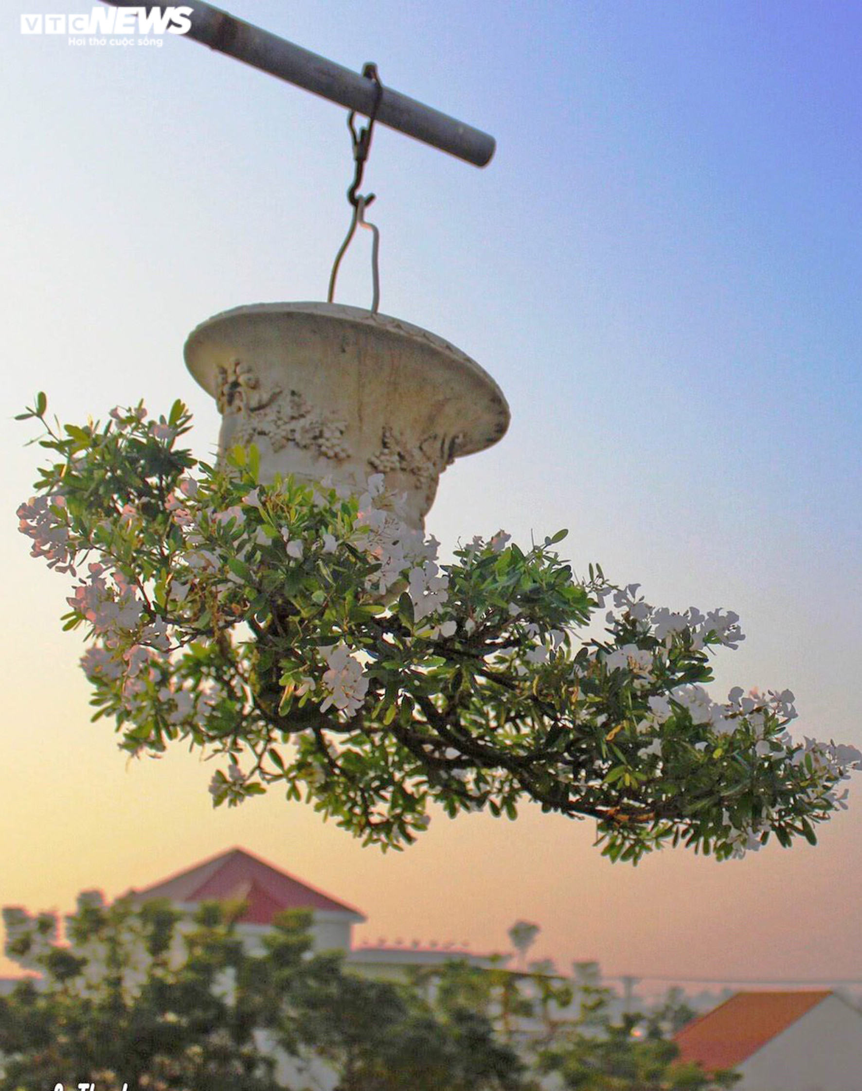 Chiêm ngưỡng vườn bonsai mọc ngược của 'dị nhân' xác lập kỷ lục Việt Nam - 5