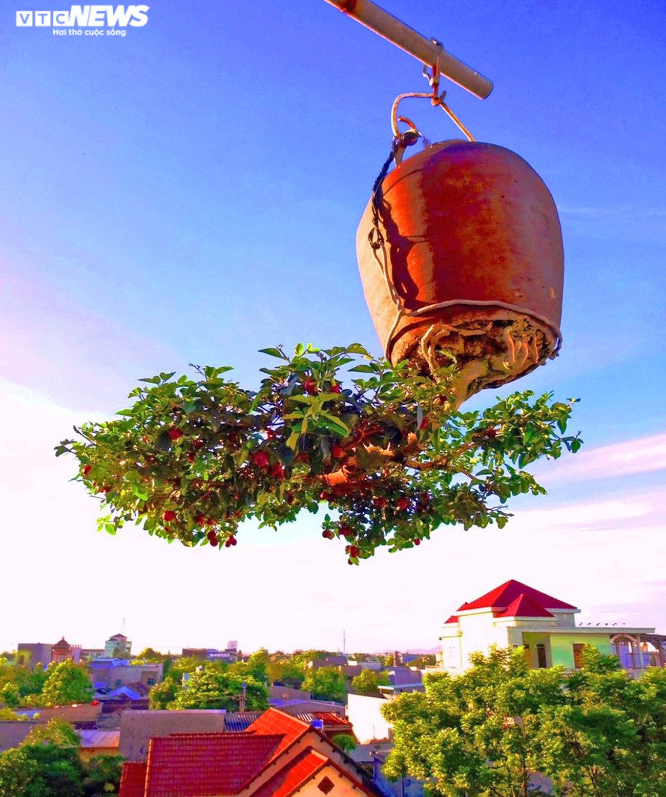 Chiêm ngưỡng vườn bonsai mọc ngược của 'dị nhân' xác lập kỷ lục Việt Nam - 2