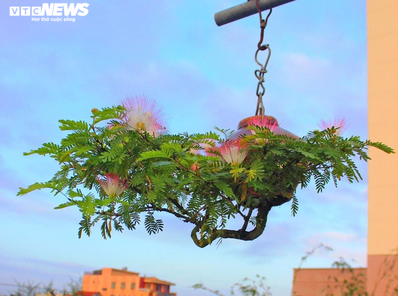 Chiêm ngưỡng vườn bonsai mọc ngược của 'dị nhân' xác lập kỷ lục Việt Nam - 3