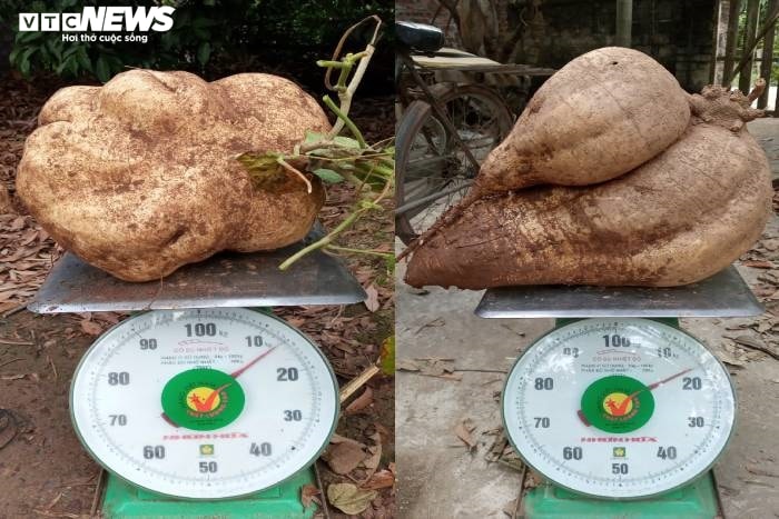 Độc đáo củ đậu 'siêu to khổng lồ' 15kg của lão nông Hải Dương - 3