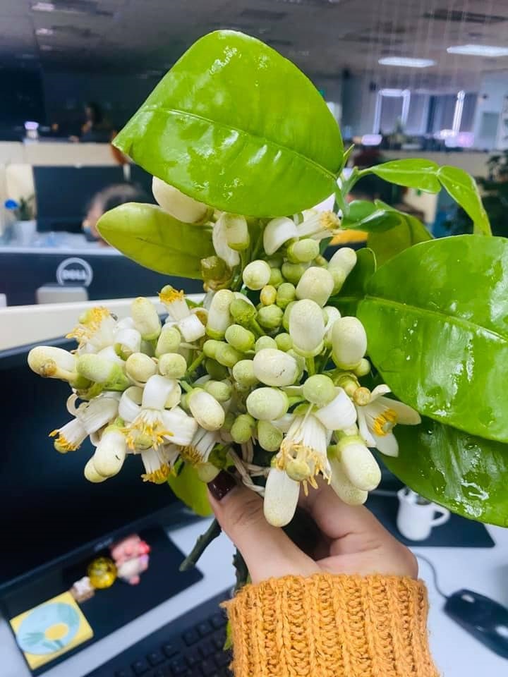 Đón rằm tháng Giêng, người Hà Nội lại tấp nập mua hoa bưởi - 3