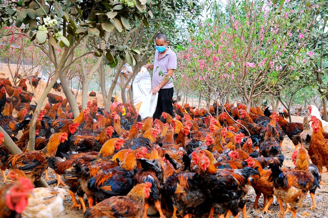 Nông dân Chí Linh 'méo mặt' nuôi hơn 700.000 con gà đồi khó tiêu thụ - 2