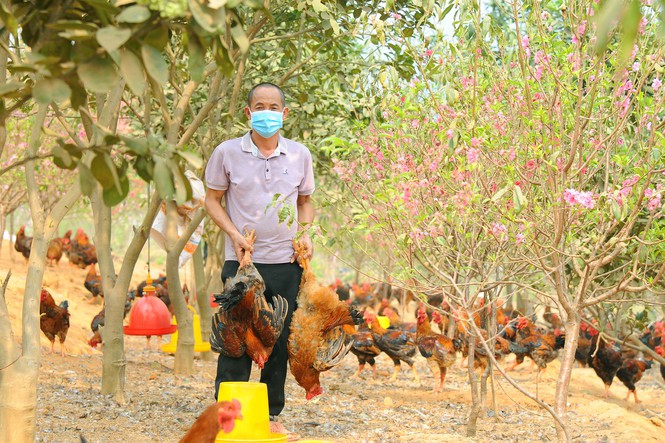 Nông dân Chí Linh 'méo mặt' nuôi hơn 700.000 con gà đồi khó tiêu thụ - 3