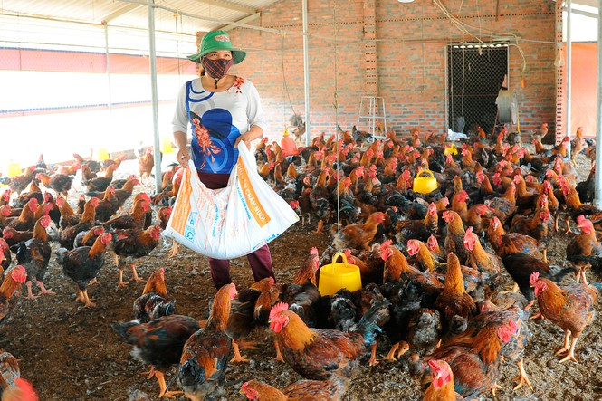 Nông dân Chí Linh 'méo mặt' nuôi hơn 700.000 con gà đồi khó tiêu thụ - 4
