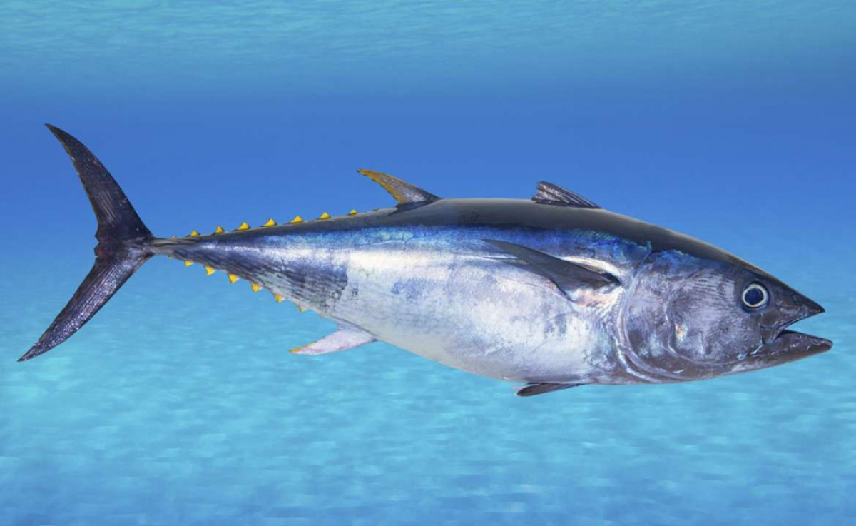 Chú cá ngừ vây xanh được một nhà tài phiệt Nhật Bản mua với mức giá đắt kỉ lục - 3,1 triệu USD vào năm 2019 tại chợ cá Tokyo.