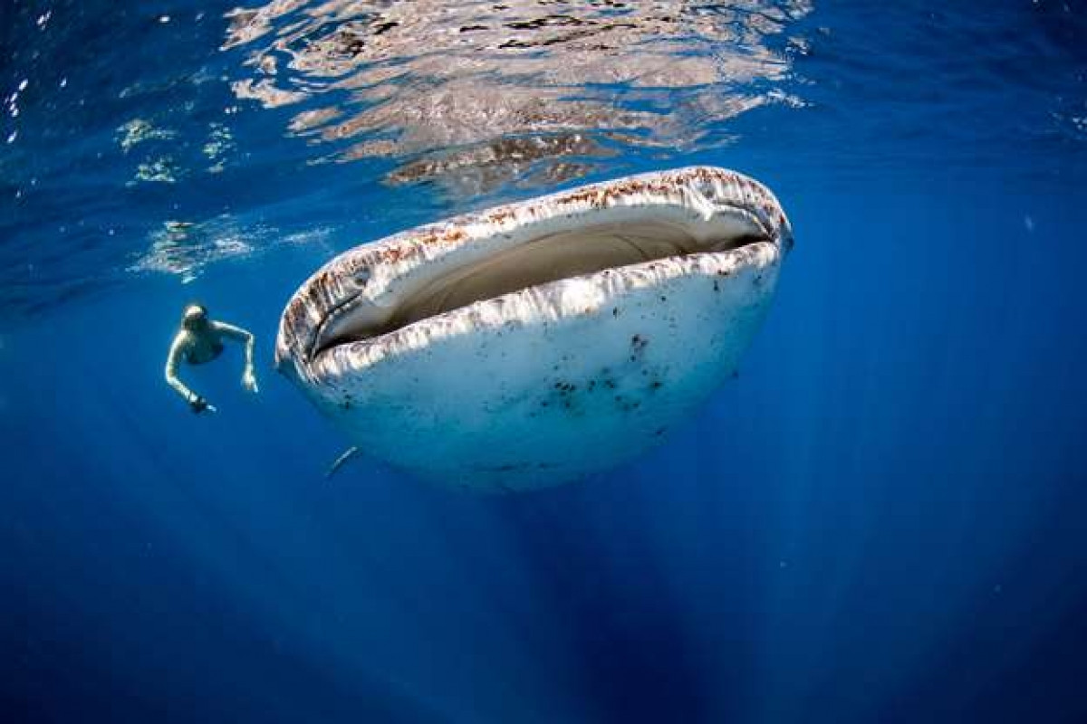 Một người phụ nữ bơi cạnh cá nhám voi, loài cá lớn nhất đại dương. Mặc dù có kích thước khổng lồ nhưng loài cá này chỉ thích ăn các sinh vật phù du.