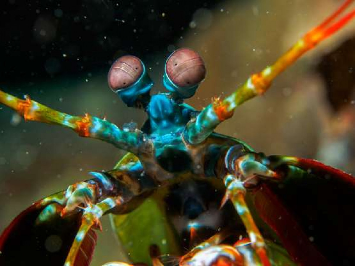 Loài giáp xác với những màu sắc rực rỡ này là tôm tít công (Peacock mantis shrimp). Những con cái chủ yếu có màu đỏ trong khi các con đực có màu sắc sặc sỡ hơn. Chúng thường sử dụng những cú đấm 