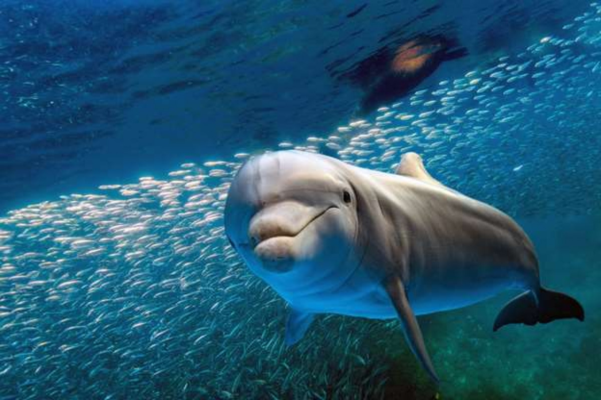Những chú cá heo được biết tới là loài động vật tò mò với gương mặt luôn mỉm cười. Chúng có thể sống tới 60 năm và tạo ra những âm thanh của riêng mình để giao tiếp với nhau.
