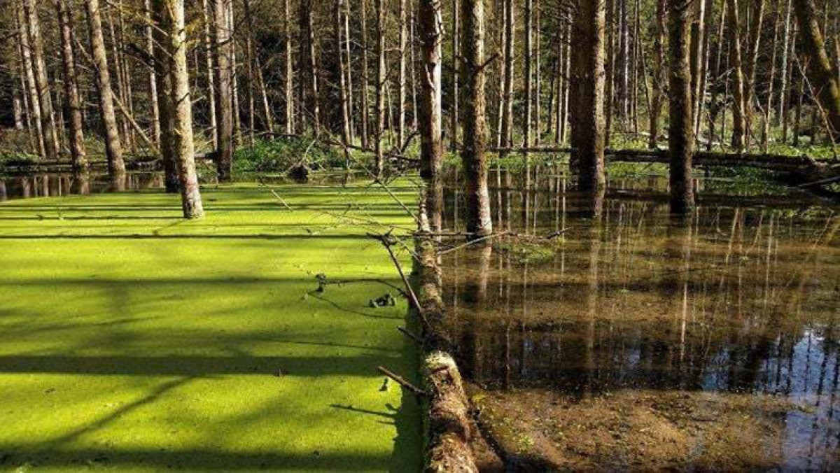 Một cái cây đổ ngăn cách mặt hồ một bên tràn ngập màu xanh của thực vật và một bên là đầm lầy màu nâu ngập nước.