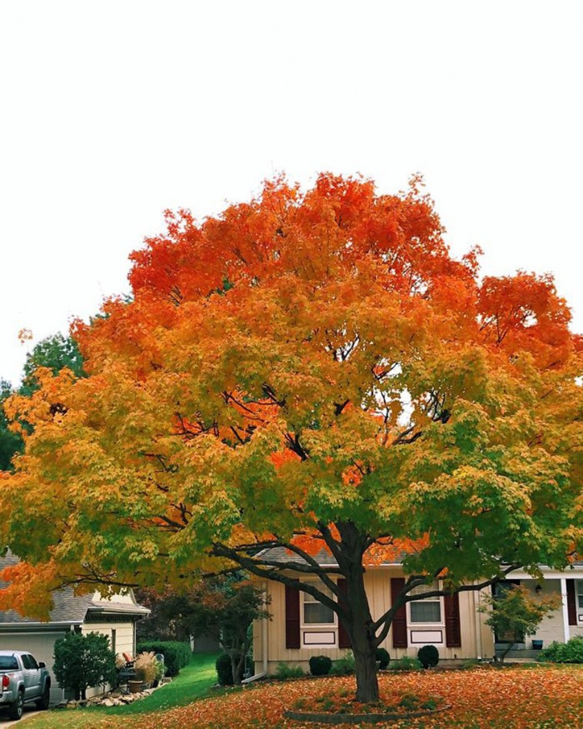 Sự chuyển màu hoàn hảo của bốn mùa lá chỉ trên một cái cây.