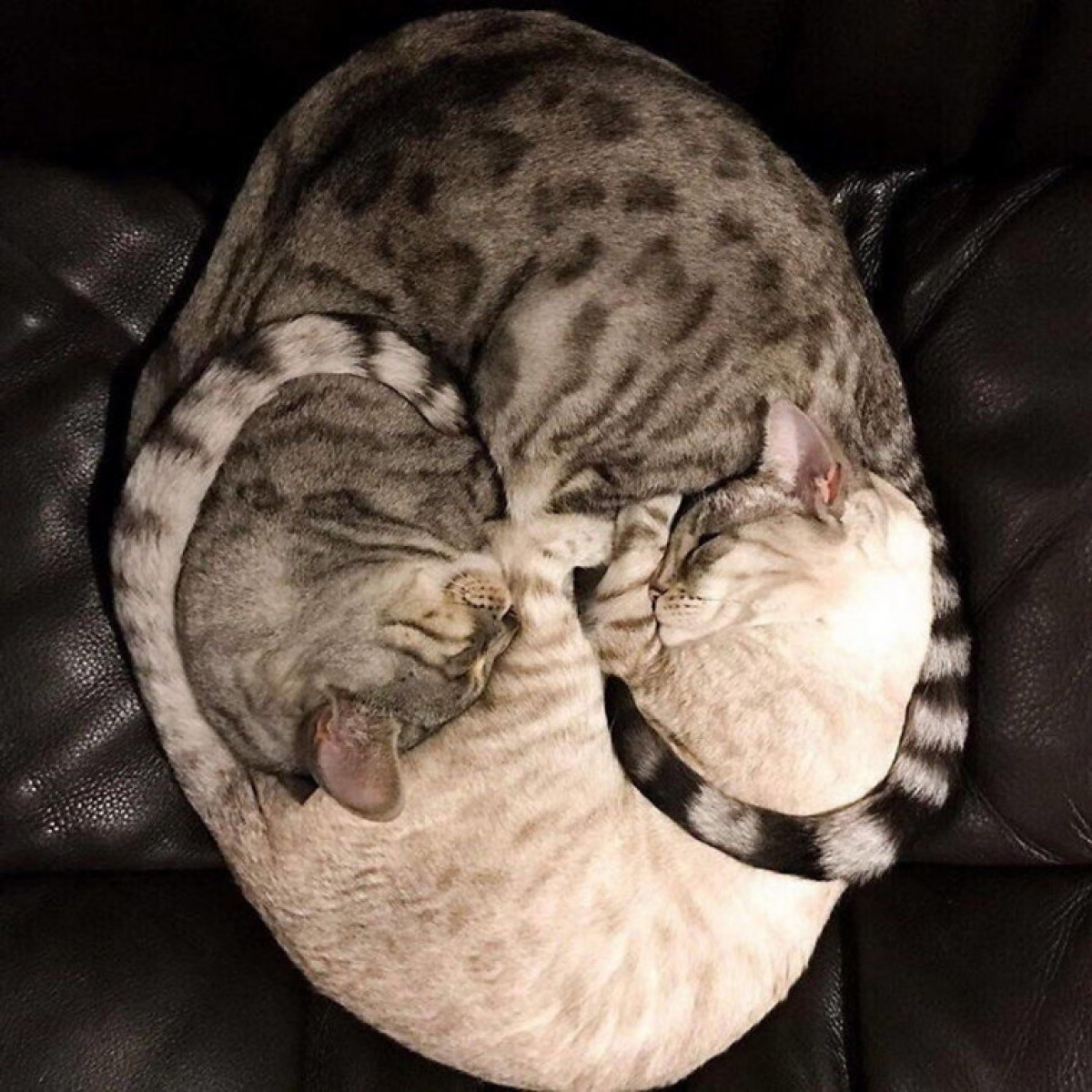 Vòng tròn khớp nhau đến từng milimet khi 2 chú mèo ôm nhau ngủ ngon lành.
