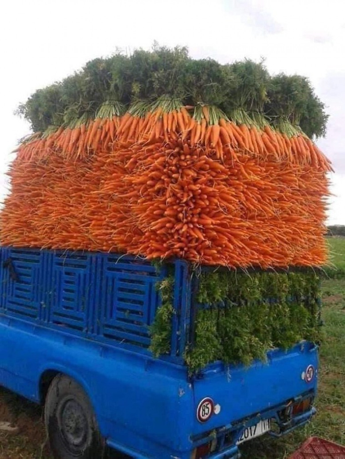 Những củ cà rốt được sắp xếp một cách ngay ngắn và gọn gàng đến khó tin.