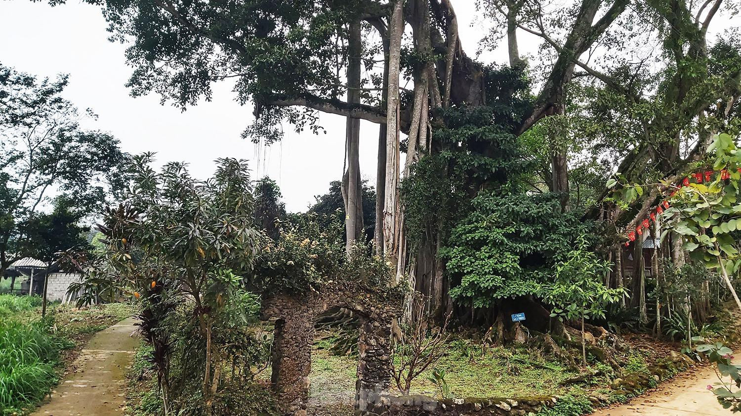 Ngắm cây đa Thần Rùa nghìn năm tuổi ở Hà Nội - 1