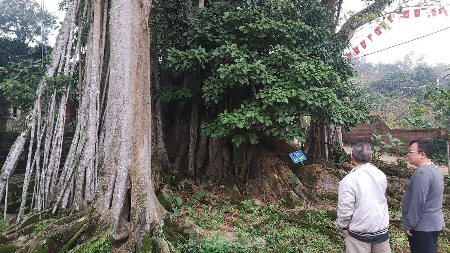 Ngắm cây đa Thần Rùa nghìn năm tuổi ở Hà Nội - 9