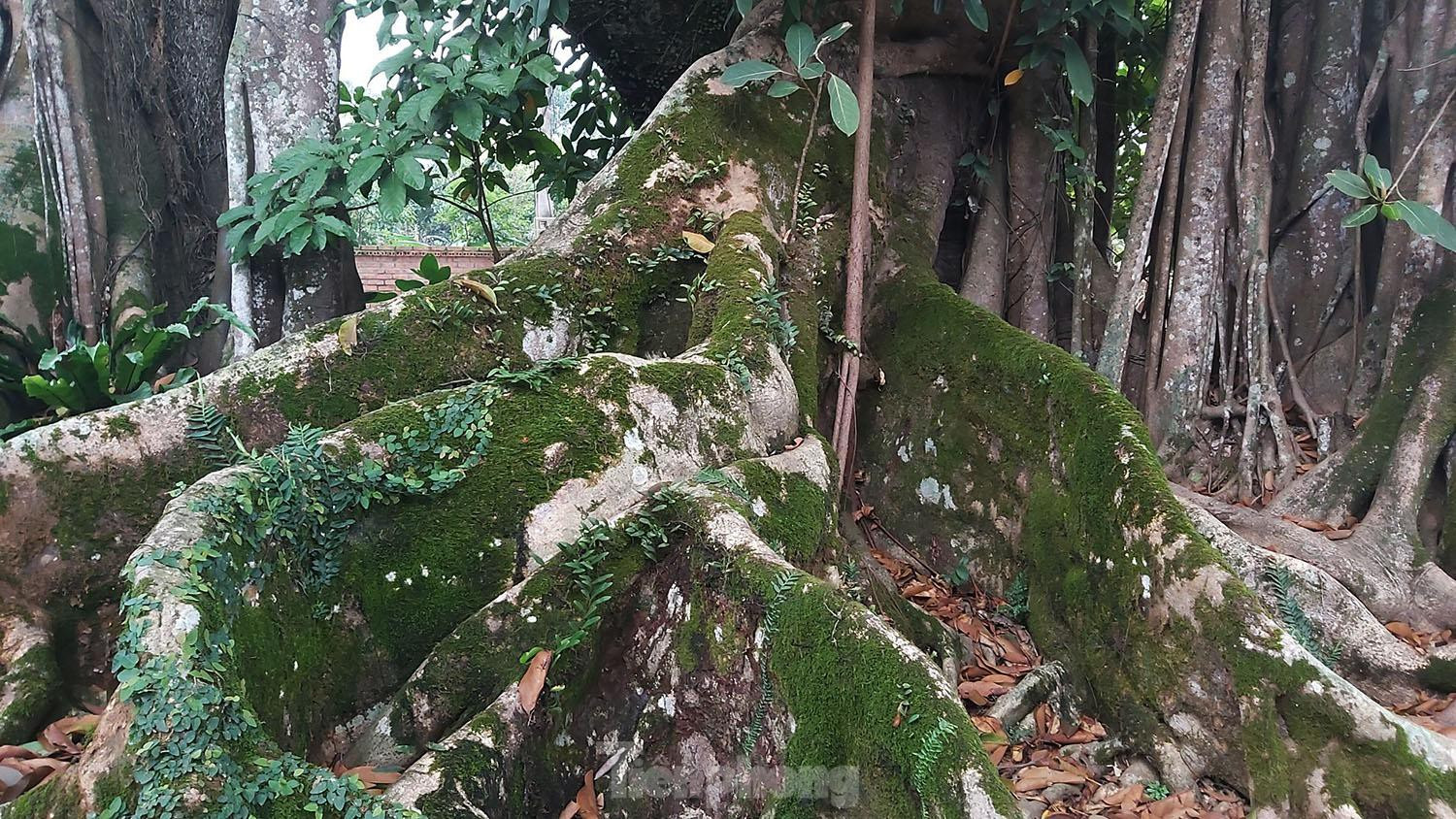 Ngắm cây đa Thần Rùa nghìn năm tuổi ở Hà Nội - 6