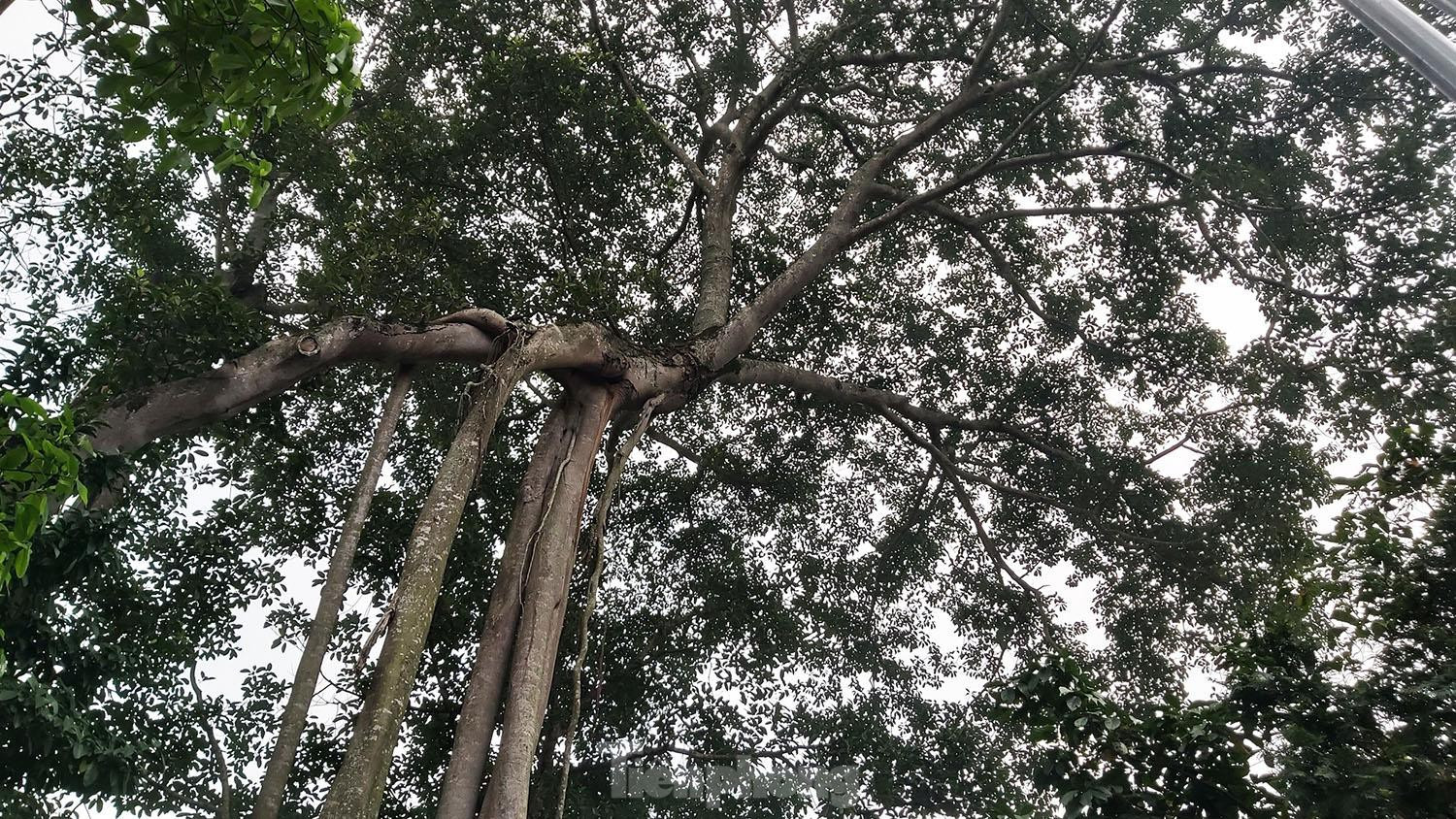 Ngắm cây đa Thần Rùa nghìn năm tuổi ở Hà Nội - 10